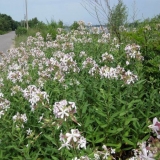 Saponaria (sapunica) officinalis: fotografija bilja, ljekovita svojstva, primjena